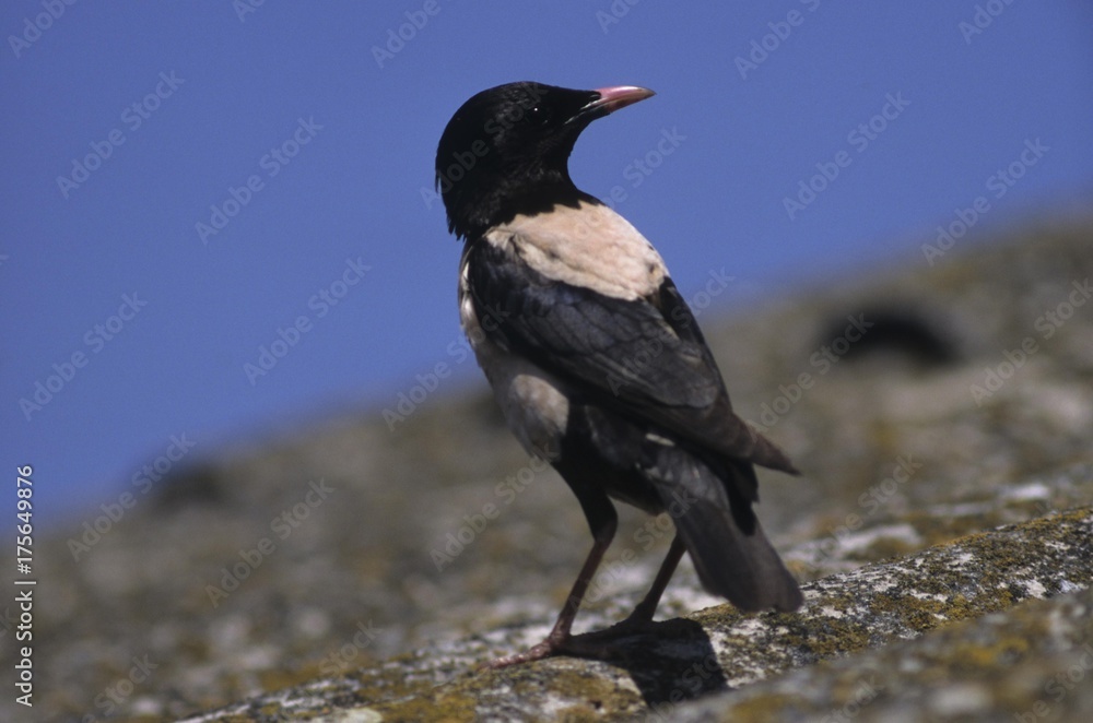 Rosy Starling or Rose-coloured Starling (Sturnus roseus) on the Puszta (steppe) at Hortobagy, Hungary, Europe Rosy Starling or Rose-coloured Starling (Sturnus roseus) on the Puszta (steppe) at Hortobagy, Hungary, Europe