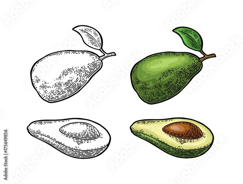 Half avocado with seed. Vector vintage engraving color