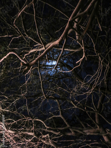 moon with branches