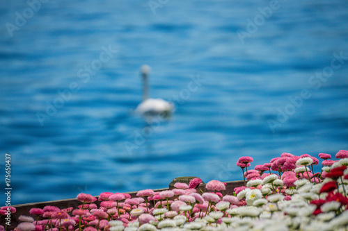 Swan in lake, flowers