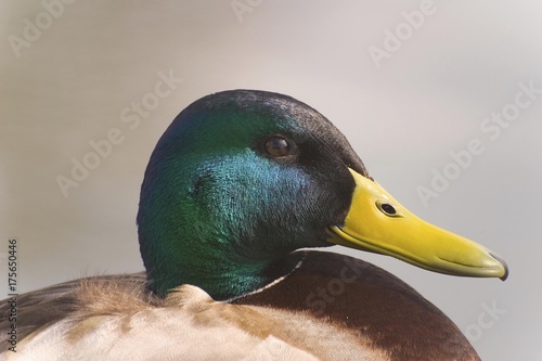 Male mallard (Anas platyrhynchos)