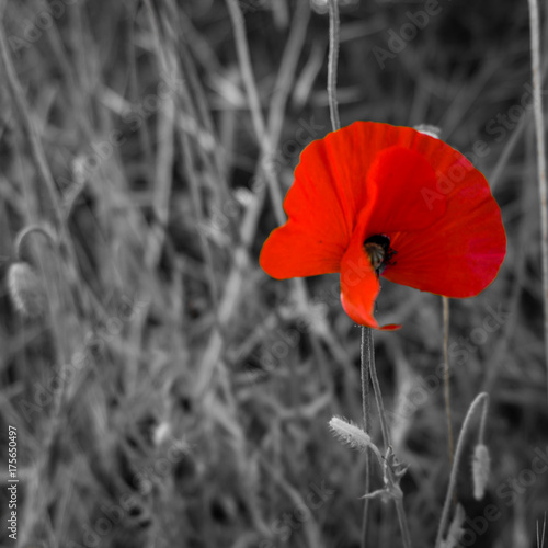 Red flower, black and white photo