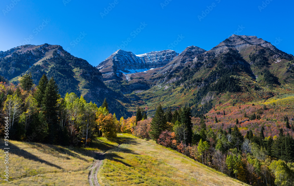 Fototapeta premium Fall Trees in Northern Utah Mountains