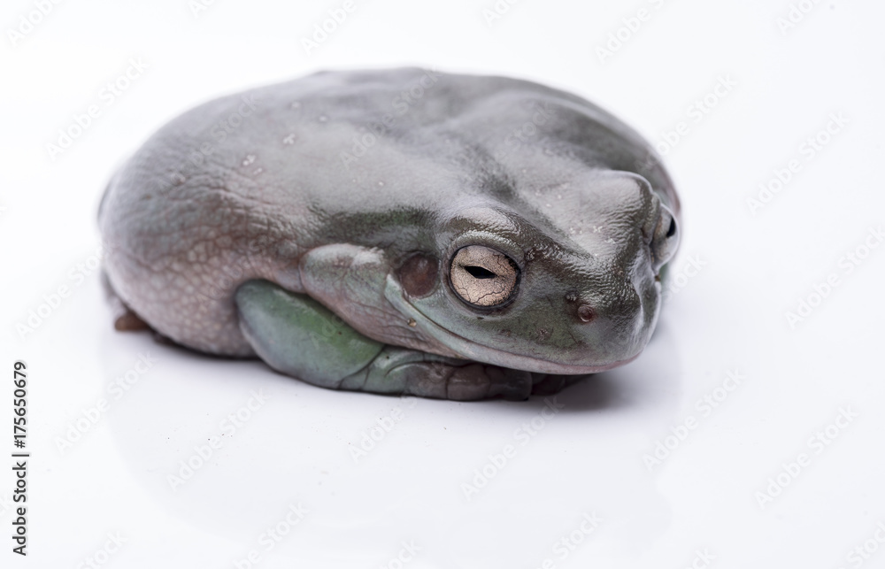 A big, fat Australian Tree Frog, sitting on the ground. Isolated against a pure white background. Focus on the eyes. Room for copy A big, fat Australian Tree Frog, sitting on the ground. Isolated against a pure white background. Focus on the eyes. Room for copy