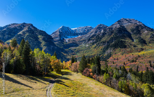 Fall Trees in Northern Utah Mountains