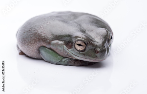 A big, fat Australian Tree Frog, sitting on the ground. Isolated against a pure white background. Focus on the eyes. Room for copy