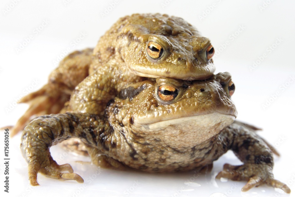 Naklejka premium Two toads (Anura), female carrying male
