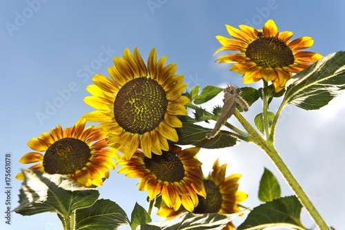 Sunflowers  Helianthus annuus   Stuttgart  Baden-Wuerttemberg  Germany  Europe