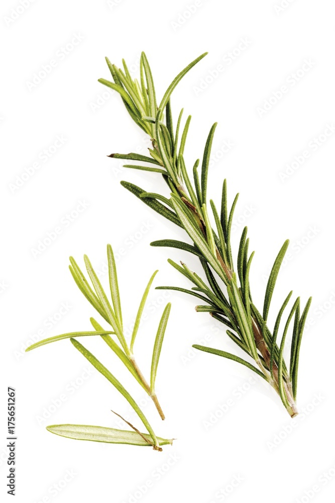 Rosemary (Rosmarinus officinalis) Rosemary (Rosmarinus officinalis)