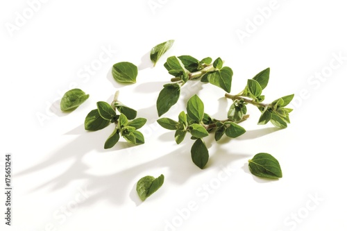 Oregano or Pot Marjoram (Origanum vulgare)