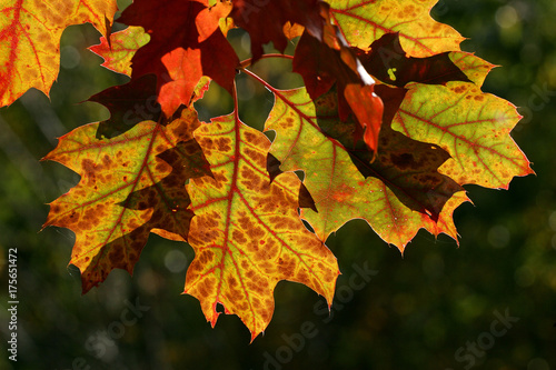 American red oak - leaves in autumn colours - colourful foliage (Quercus rubra)