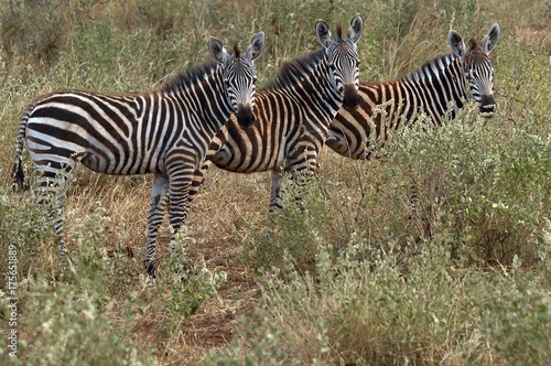 Plain zebras  Equus quagga burchelli  Tsavo National Park  Kenya  Africa