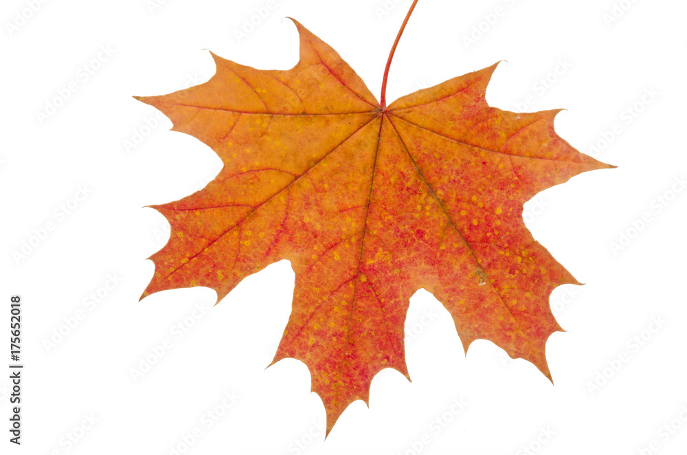 Obraz premium Herbstlaub