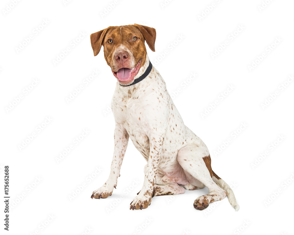 Happy Pointer and Pit Bull Crosbreed Dog Sitting
