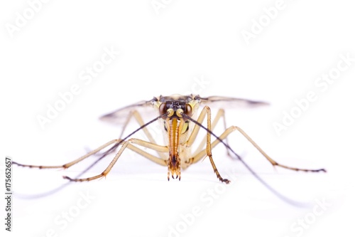 Scorpion flies (Panorpa communis)