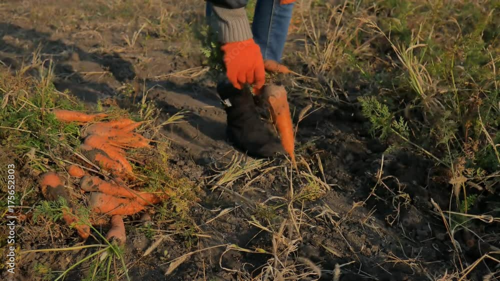 Farmer collects carrots vegetables woman collects carrots on field Farmer collects carrots vegetables woman collects carrots on field