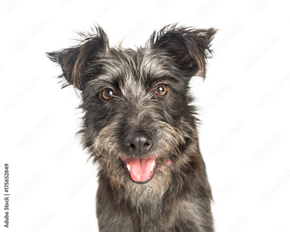 Happy Scruffy Terrier Dog Closeup - obrazy, fototapety, plakaty 