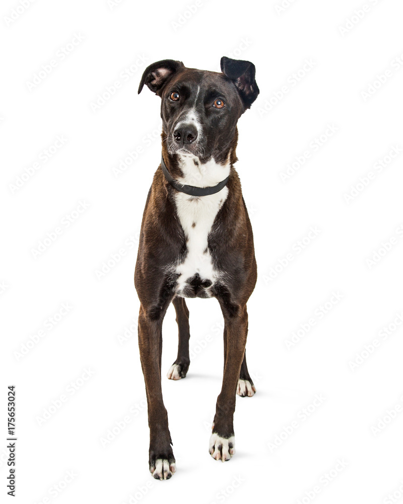 Mountain Cur Mixed Breed Dog Mountain Cur Mixed Breed Dog