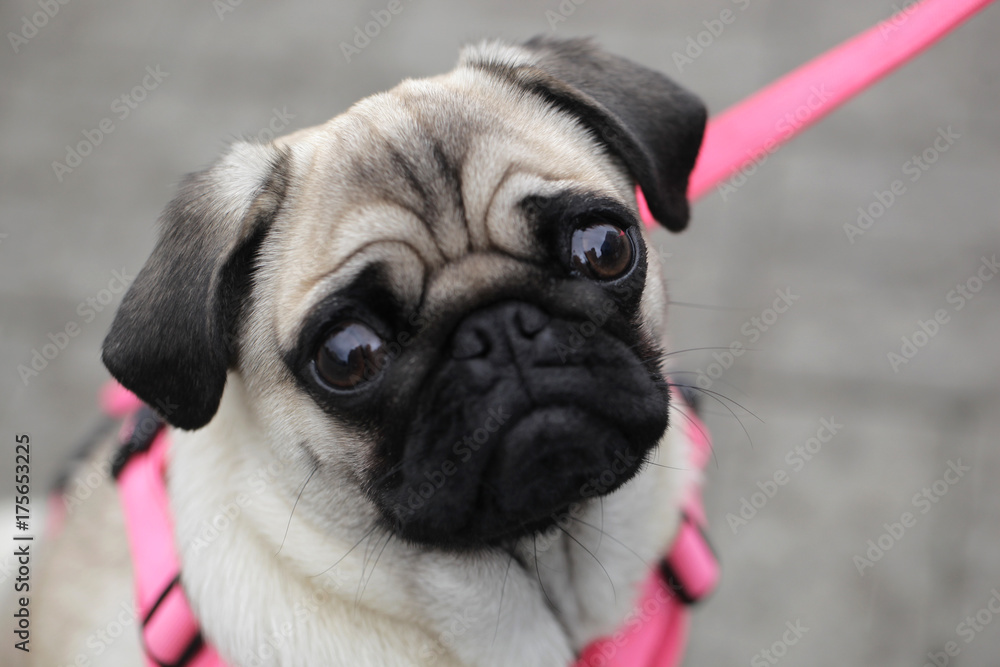 dog in pink suspenders - french bulldog portrait