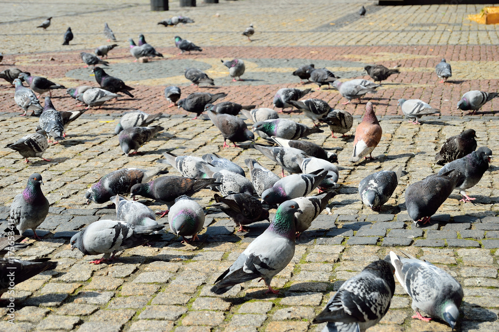 Fototapeta premium Gołębie na rynku.