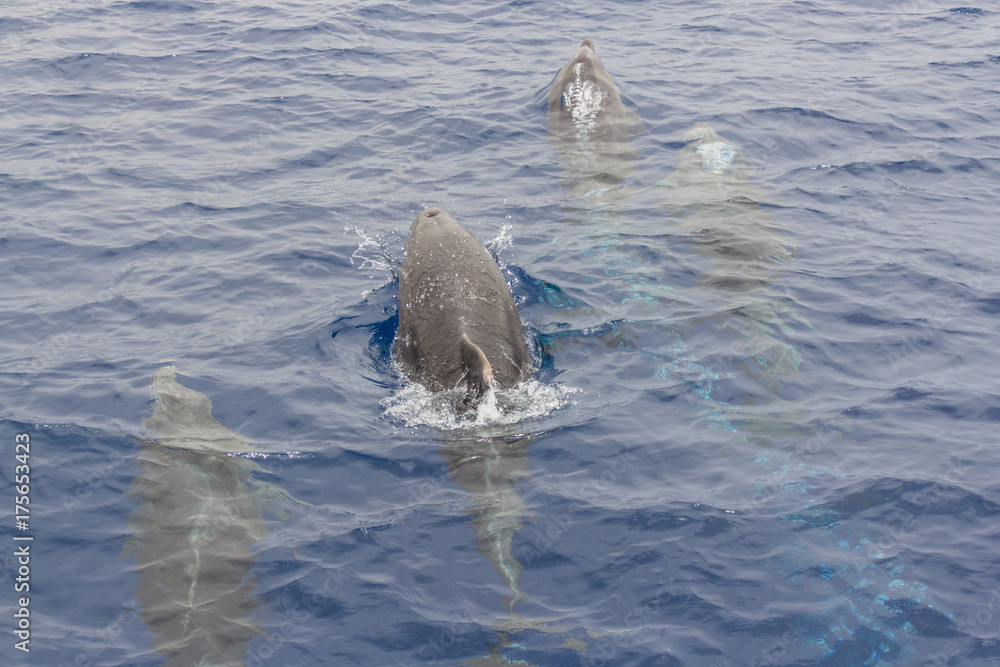 Fototapeta premium Dolphins blowing bubbles near Los Gigantes,Tenerife/Spain