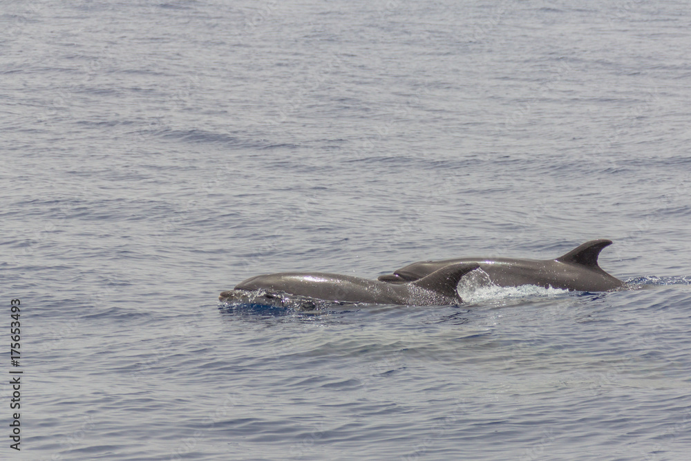 Obraz premium Dolphins near Los Gigantes,Tenerife/Spain