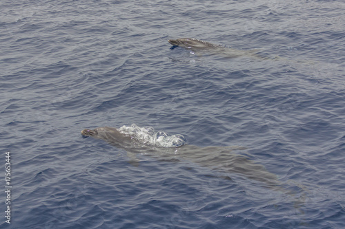 Dolphins blowing bubbles near Los Gigantes,Tenerife/Spain