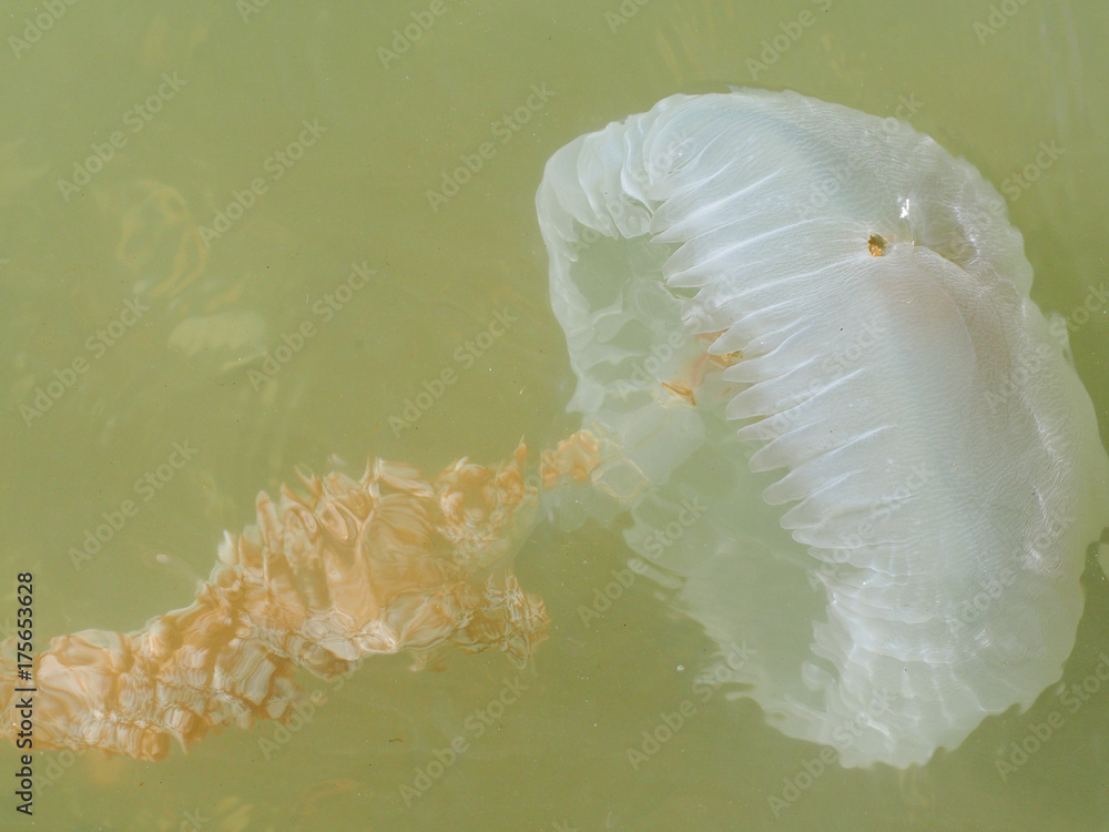 Jelly Blubber (Catostylus tagi) - obrazy, fototapety, plakaty 