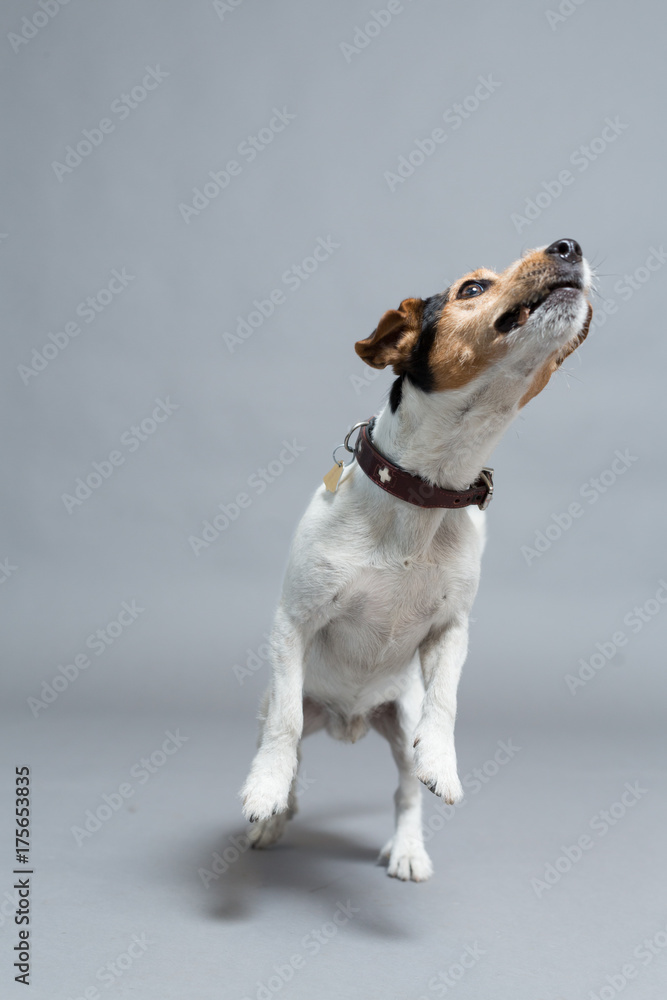 hund jack russell