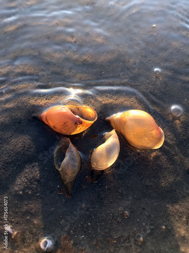 seashells on the shore of the river