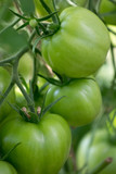 green tomatoes in the greenhouse