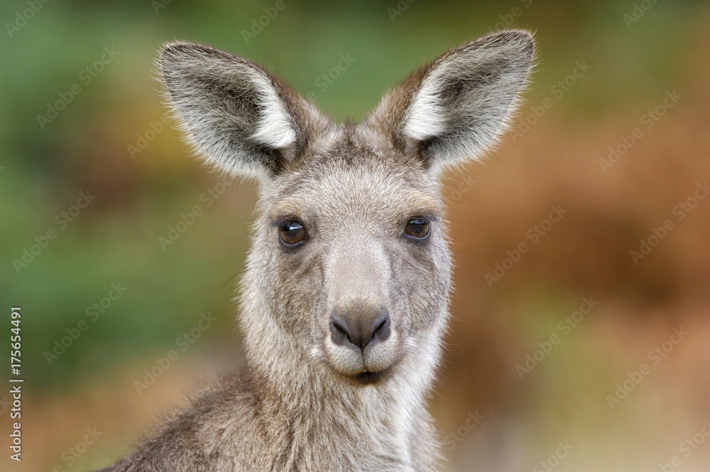 Western Grey Kangaroo , Macropus fuliginosus, Australia, Oceania Western Grey Kangaroo , Macropus fuliginosus, Australia, Oceania