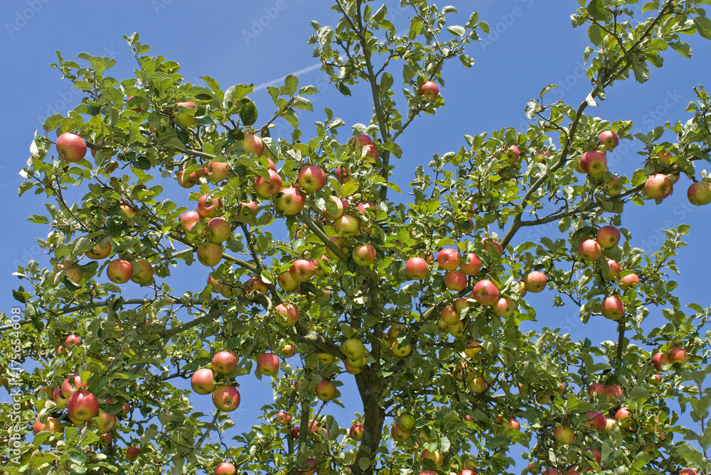 Ripe apples on a tree Ripe apples on a tree