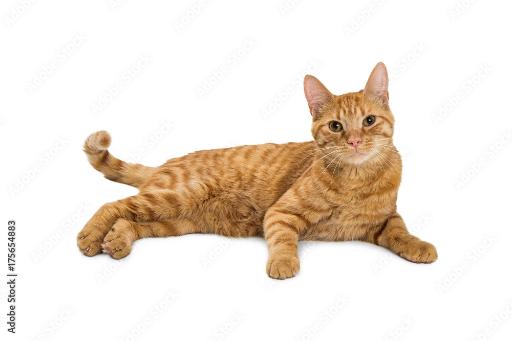 Fototapeta premium Pretty Cat Lying on White Looking Into Camera