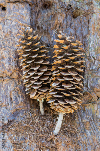Large Pine Cones Sitting on Bark