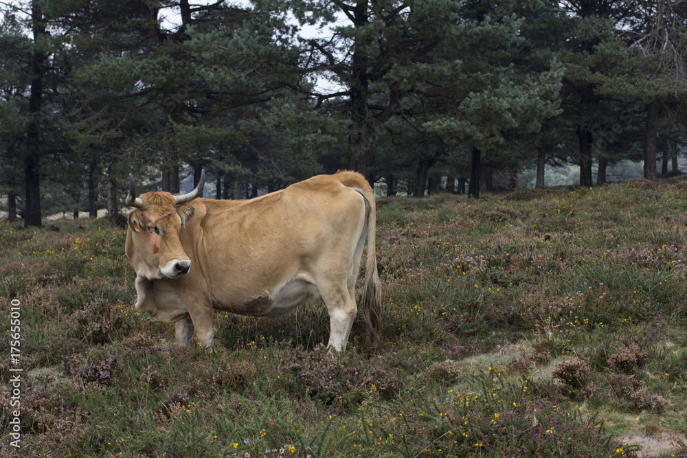 Cow Cow