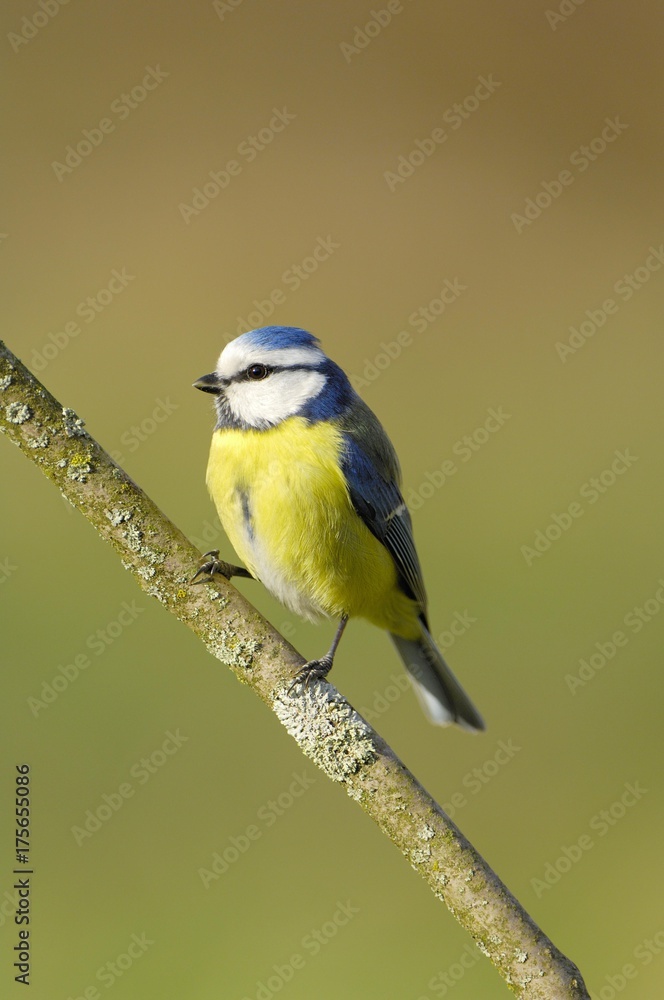 Obraz premium Blue Tit (Parus caeruleus)