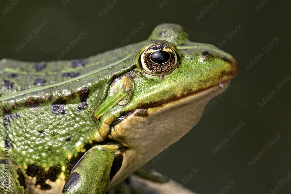 European edible frog - close up (Rana esculenta) European edible frog - close up (Rana esculenta)