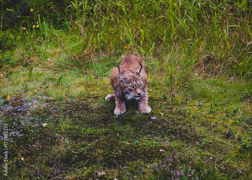 Lynxlynx photo