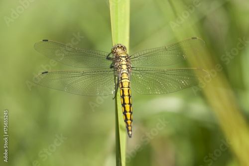 Black-tailed Skimmer (Orthetrum cancellatum), juvenile dragonfly on a blade of grass, Barum, Lower Saxony, Germany, Europe