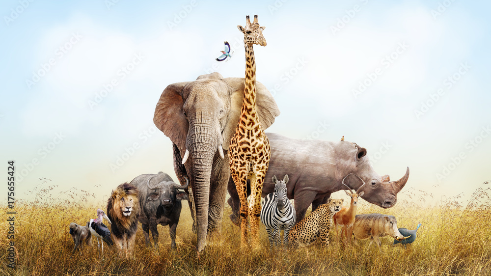 Naklejka premium Safari Animals in Africa Composite