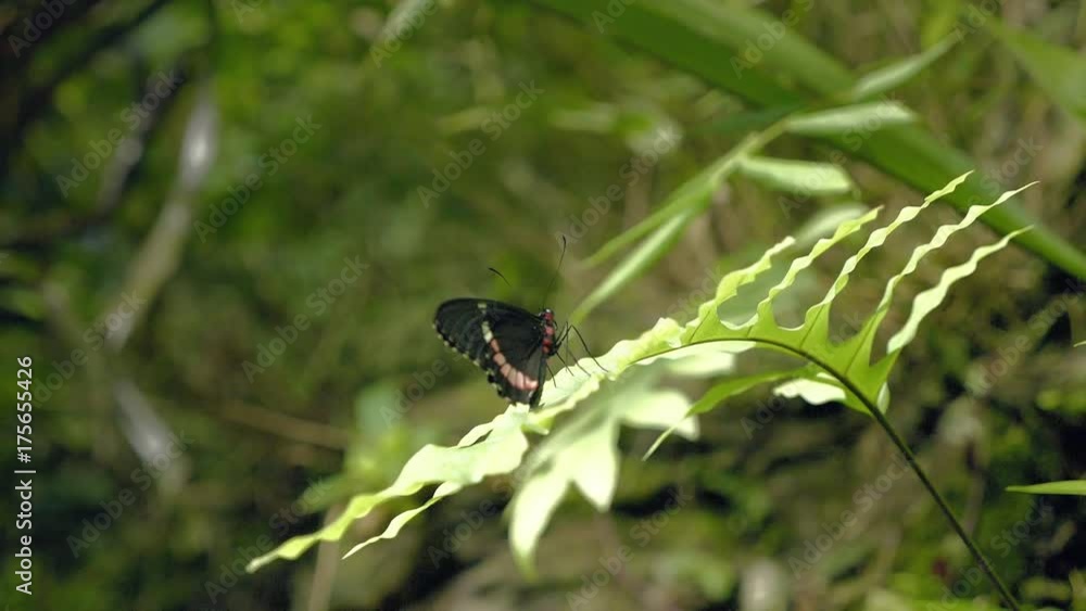 Black and white butterfly on leaf. Close-up of sitting butterfly on green plant. Tropical butterfly with beautiful wings, proboscis and sockets.