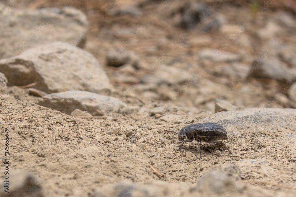 A Teide Pimelia beetle walking on the rough terrain of Teide national park A Teide Pimelia beetle walking on the rough terrain of Teide national park