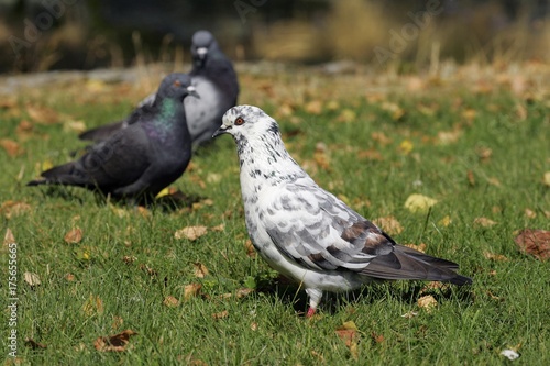 Pigeons - doves (Columba)