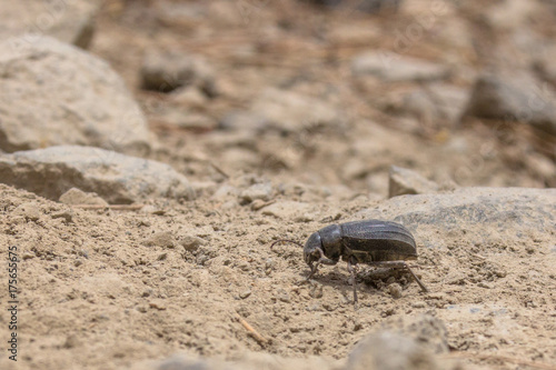 A Teide Pimelia beetle walking on the rough terrain of Teide national park photo