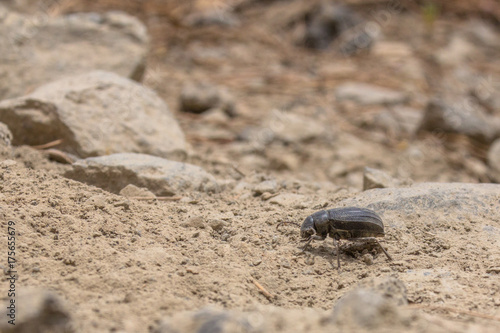 A Teide Pimelia beetle walking on the rough terrain of Teide national park
