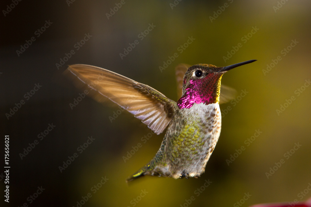 Eye to Eye with an Anna's Hummingbird Eye to Eye with an Anna's Hummingbird