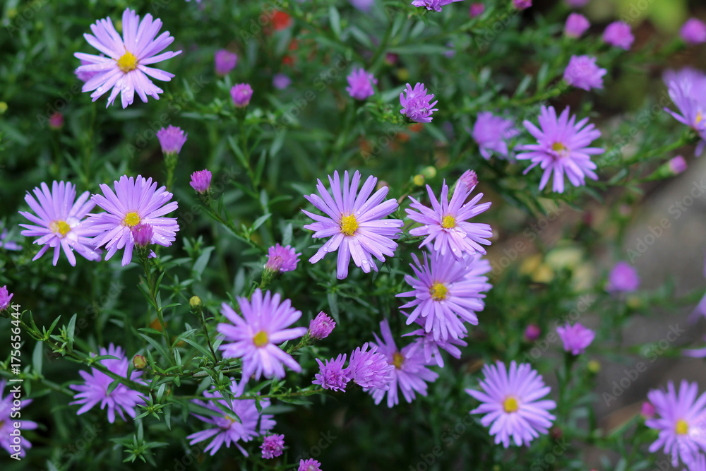 Perennial asters - small lilac flowers in autumn in the garden, background Perennial asters - small lilac flowers in autumn in the garden, background
