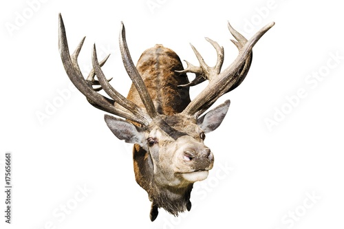 Red Deer (Cervus elaphus)