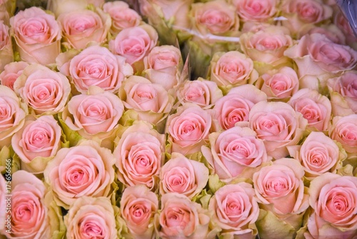 Bouquet of roses  Floating Flower Market  Singel Canal  Amsterdam  Netherlands  Europe
